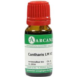 CANTHARIS ARCA LM 6