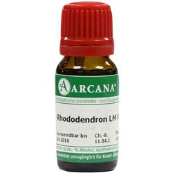 RHODODENDRON ARCA LM 6